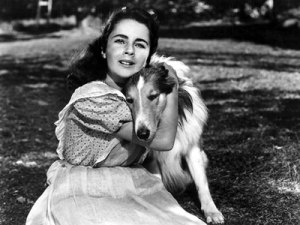 Elizabeth-Taylor-Lassie