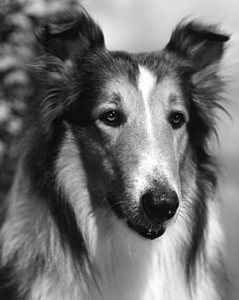 lassie