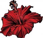 closeup-hibiscus