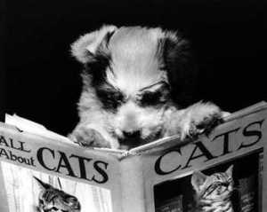 Reading up on cats